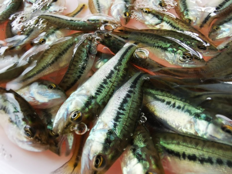 鲈鱼苗加州鲈鱼苗优鲈3号淡水鲈鱼苗