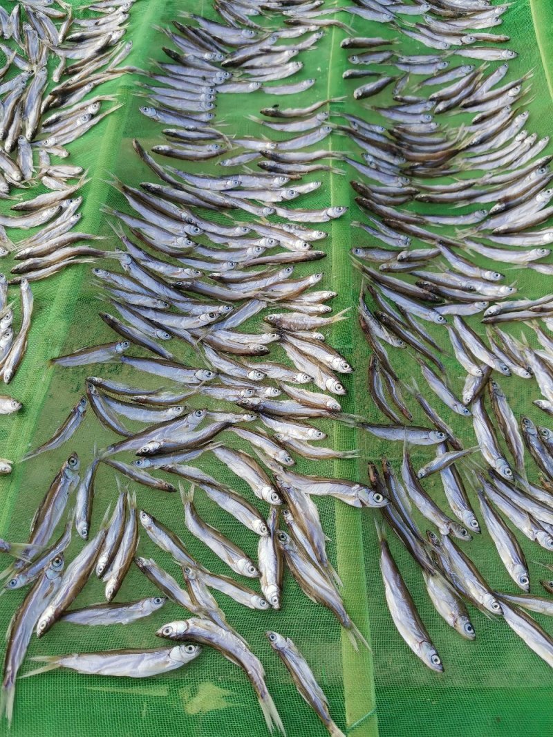 白条鱼蓝刀鱼油炸白条鱼油炸蓝刀鱼