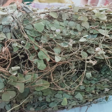 化石草正品野生圆叶化石草中草药材猪腰草肾草肝茶