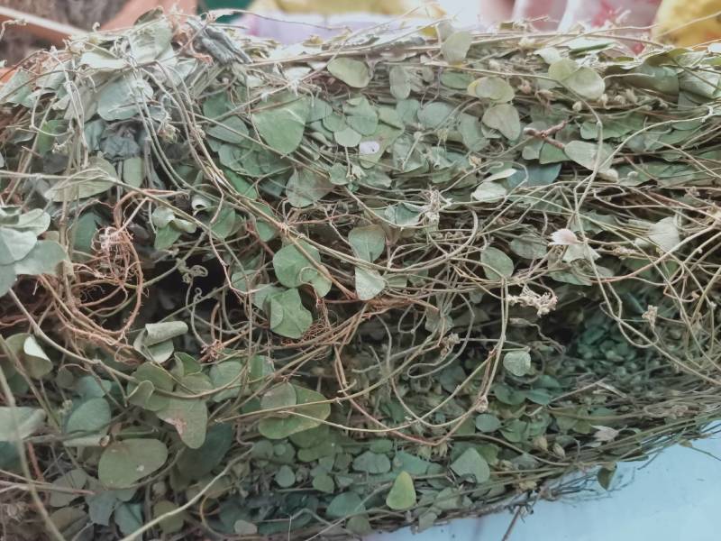 化石草正品野生圆叶化石草中草药材猪腰草肾草肝茶