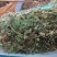 化石草正品野生圆叶化石草中草药材猪腰草肾草肝茶