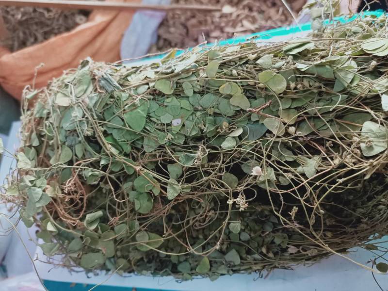 化石草正品野生圆叶化石草中草药材猪腰草肾草肝茶