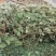 化石草正品野生圆叶化石草中草药材猪腰草肾草肝茶