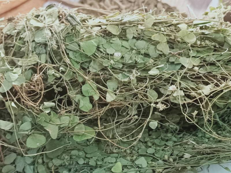 化石草正品野生圆叶化石草中草药材猪腰草肾草肝茶