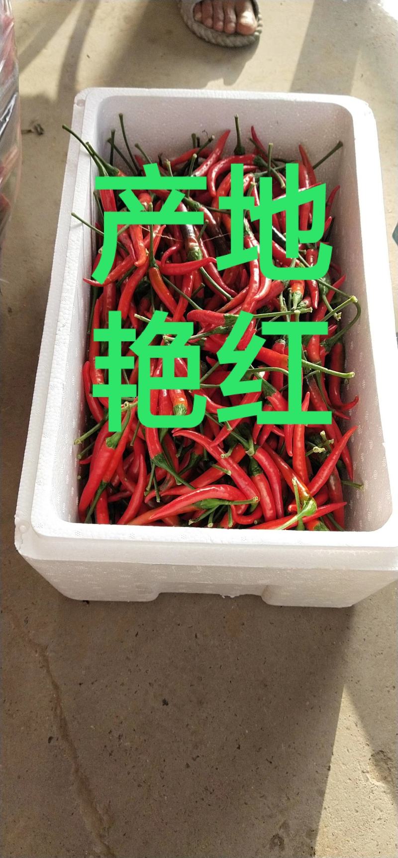 产地河南精品小米椒一手货源全国直发代发，保质保量