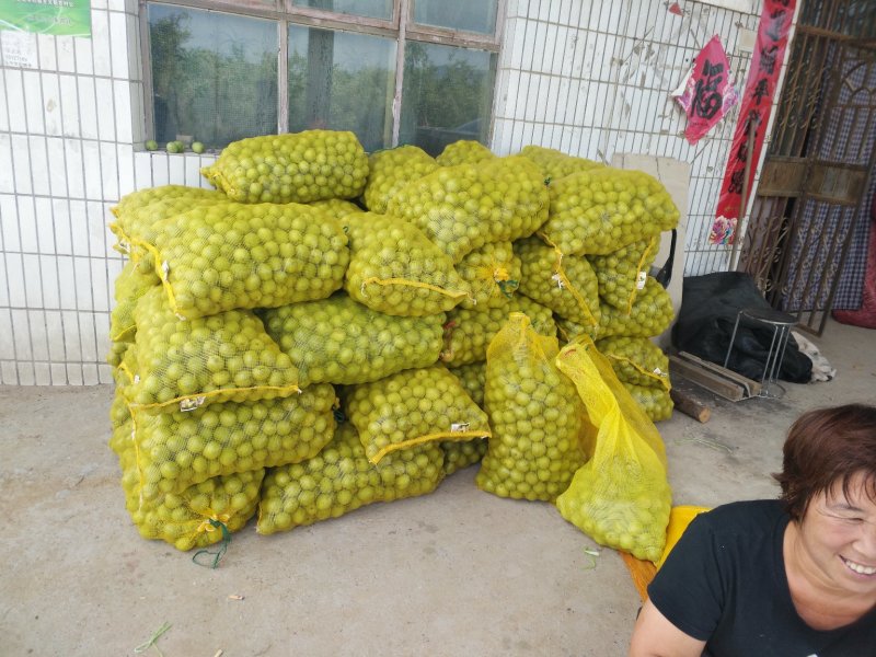 辽系青皮核桃开始上市，质量保证，可视频看货，产地直供