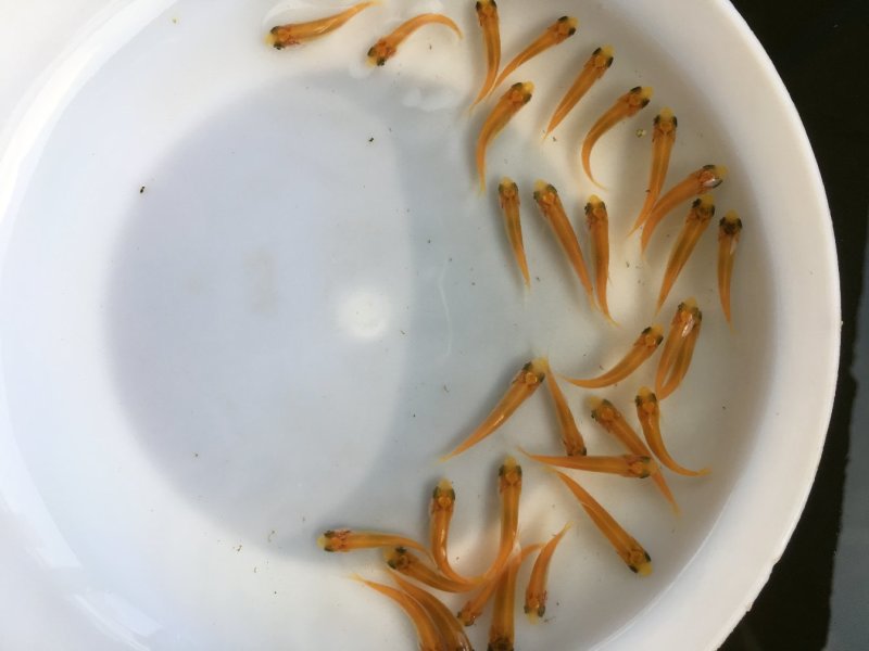 金丝草鱼金草鱼苗俄罗斯金草鱼金皖鱼