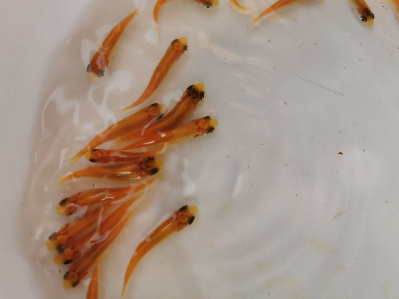 金丝草鱼金草鱼苗俄罗斯金草鱼金皖鱼
