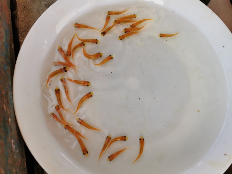 金丝草鱼金草鱼苗俄罗斯金草鱼金皖鱼