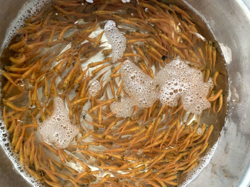 金丝草鱼金草鱼苗俄罗斯金草鱼金皖鱼