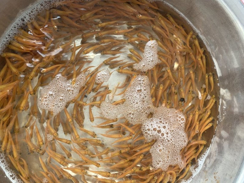 金丝草鱼金草鱼苗俄罗斯金草鱼金皖鱼