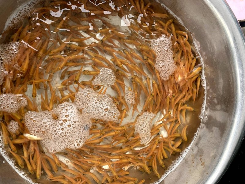 金丝草鱼金草鱼苗俄罗斯金草鱼金皖鱼