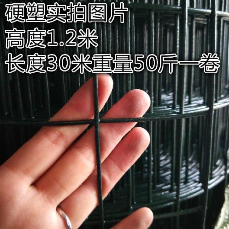 荷兰网