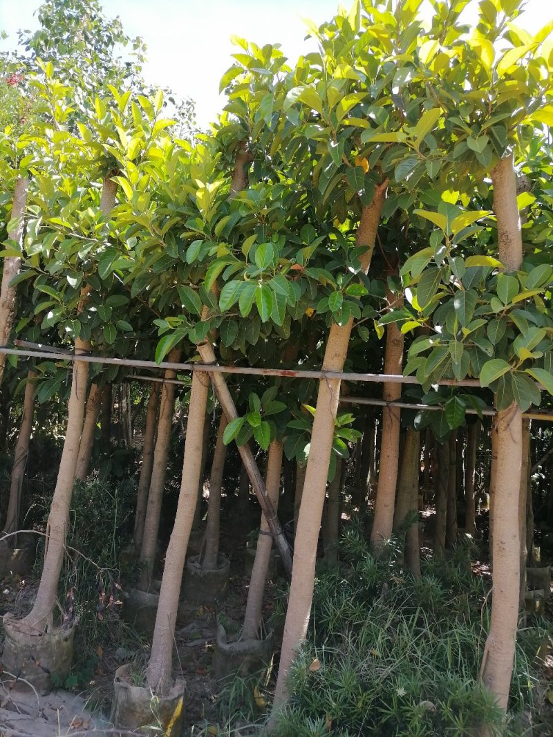 高山榕基地直销带营养袋发货