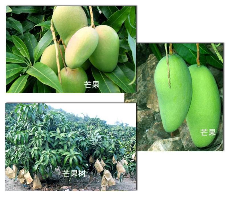 芒果苗芒果苗木金煌芒果苗金煌芒嫁接苗