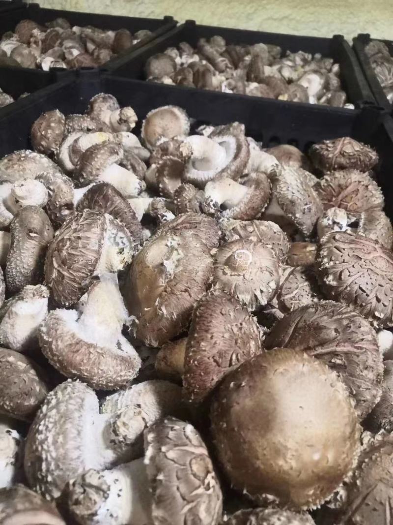 用香菇的老板联系我量大的老板大单