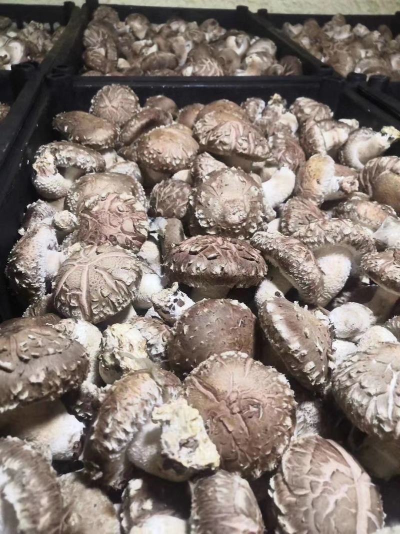 用香菇的老板联系我量大的老板大单