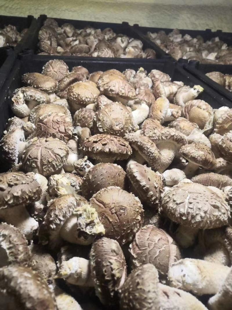 用香菇的老板联系我量大的老板大单
