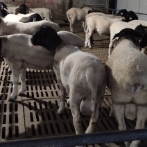 杜柏羊、肉羊、优良品种诚信经营、全国物流发货一只起发……