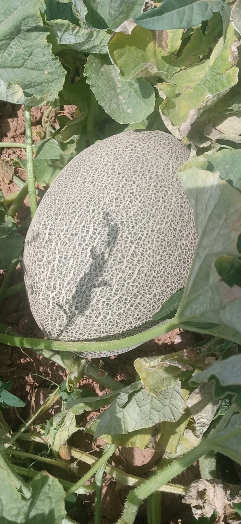 西州蜜25
