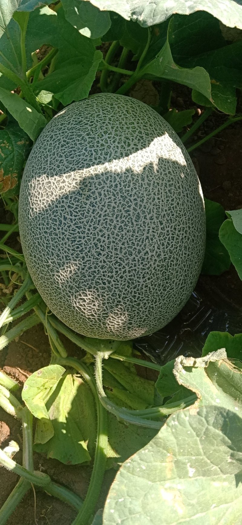西州蜜25
