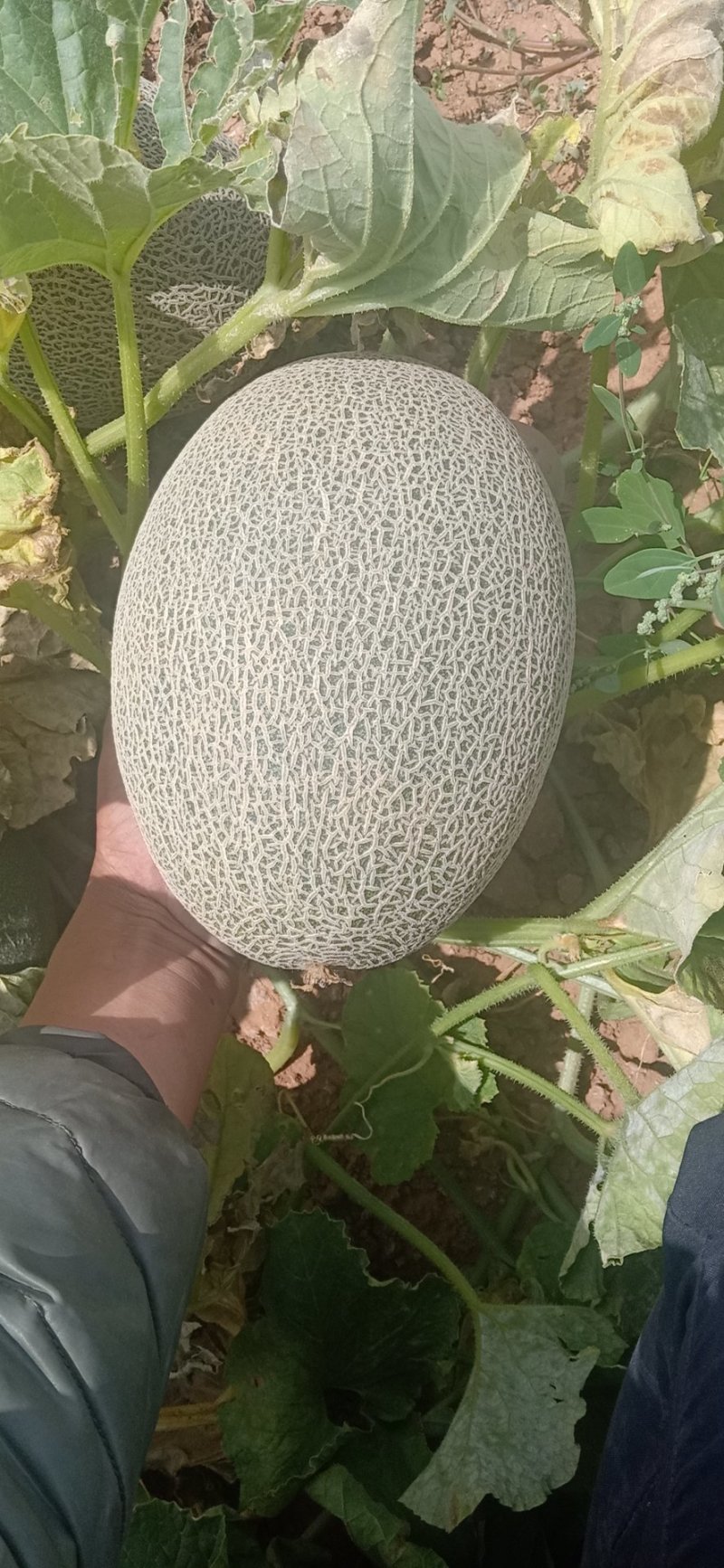 西州蜜25