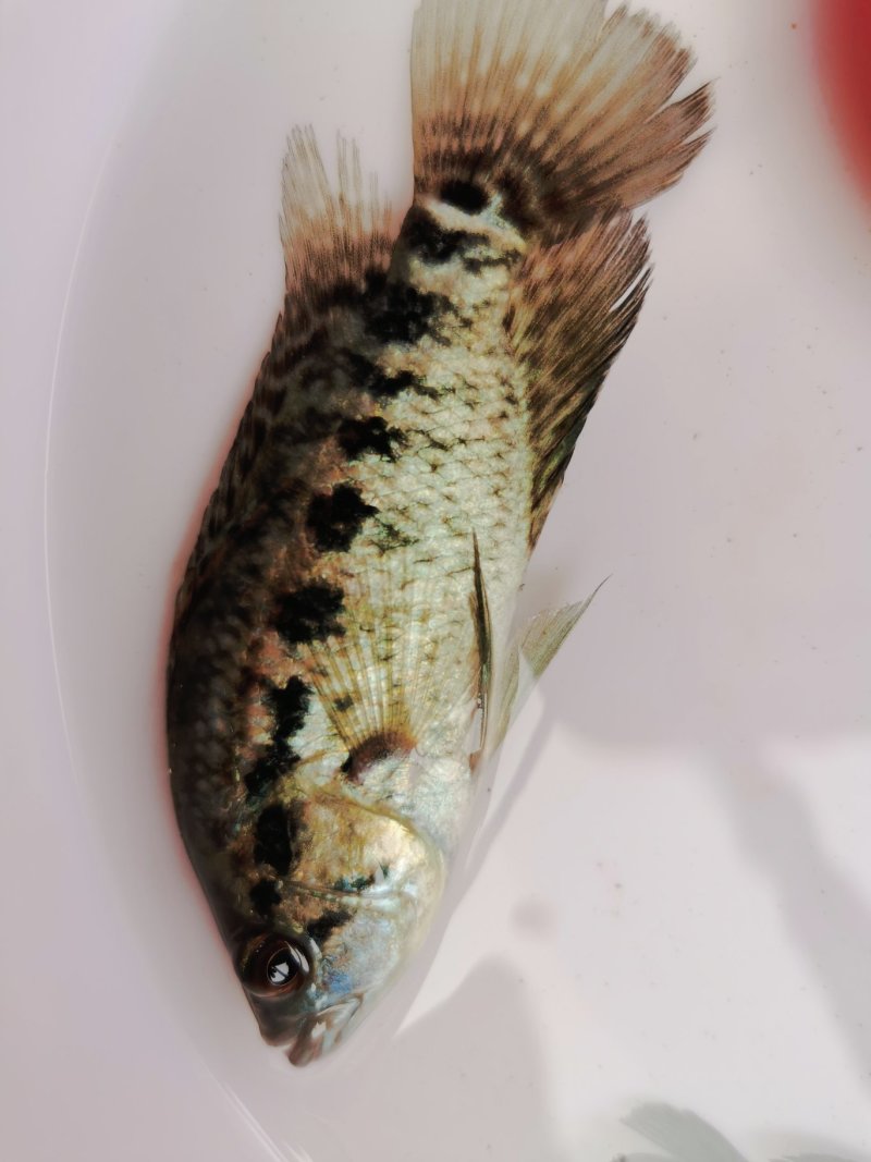 淡水石斑鱼花斑鱼石斑鱼优质品种，场地直供