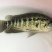 淡水石斑鱼花斑鱼石斑鱼优质品种，场地直供
