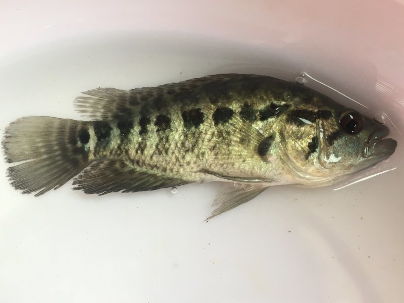 淡水石斑鱼花斑鱼石斑鱼优质品种，场地直供