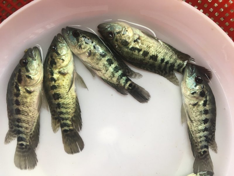 淡水石斑鱼花斑鱼石斑鱼优质品种，场地直供