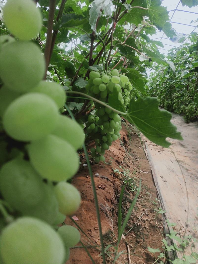 河北邯郸维多利亚价格便宜诚信代办