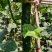 贵州‘天然种植黄瓜，