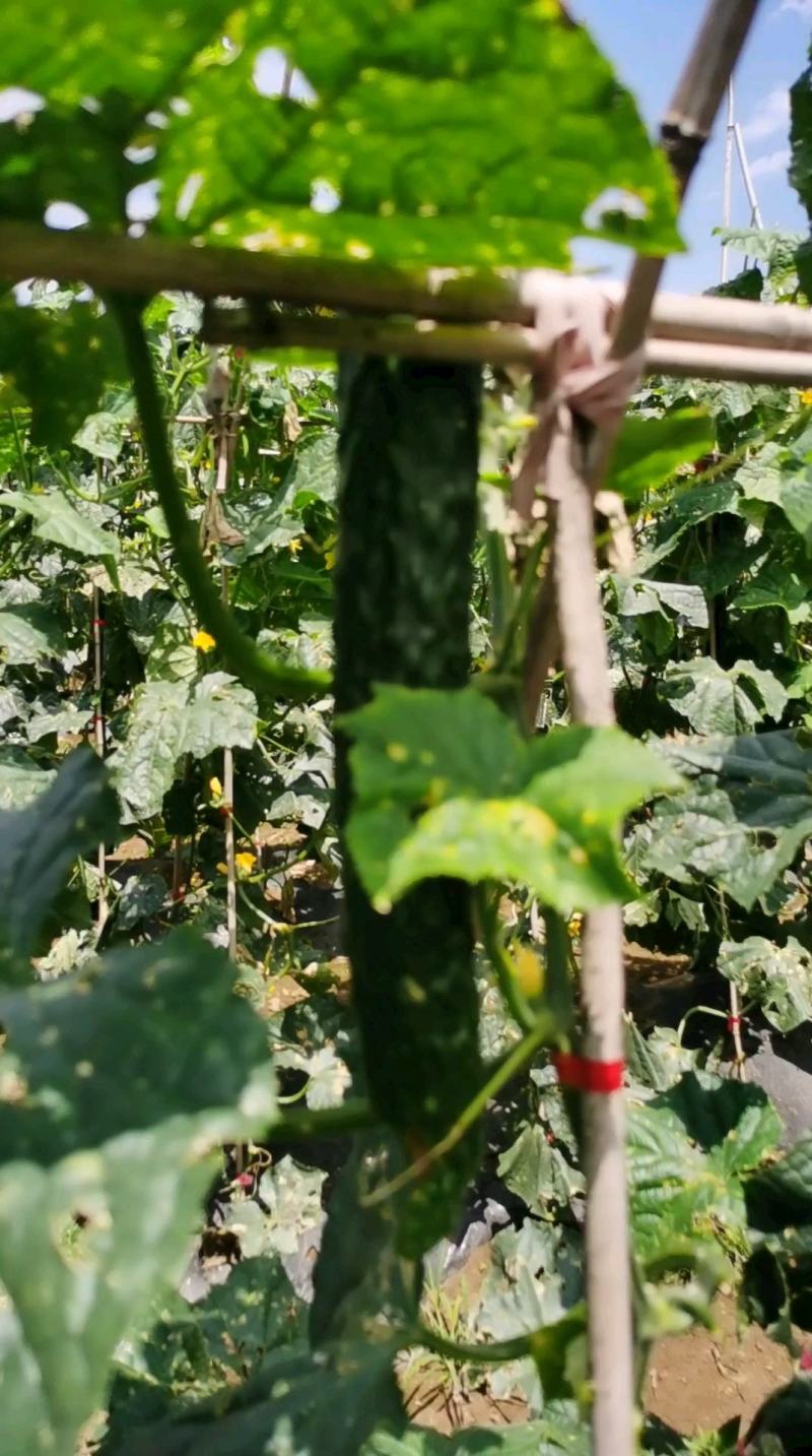 贵州‘天然种植黄瓜，