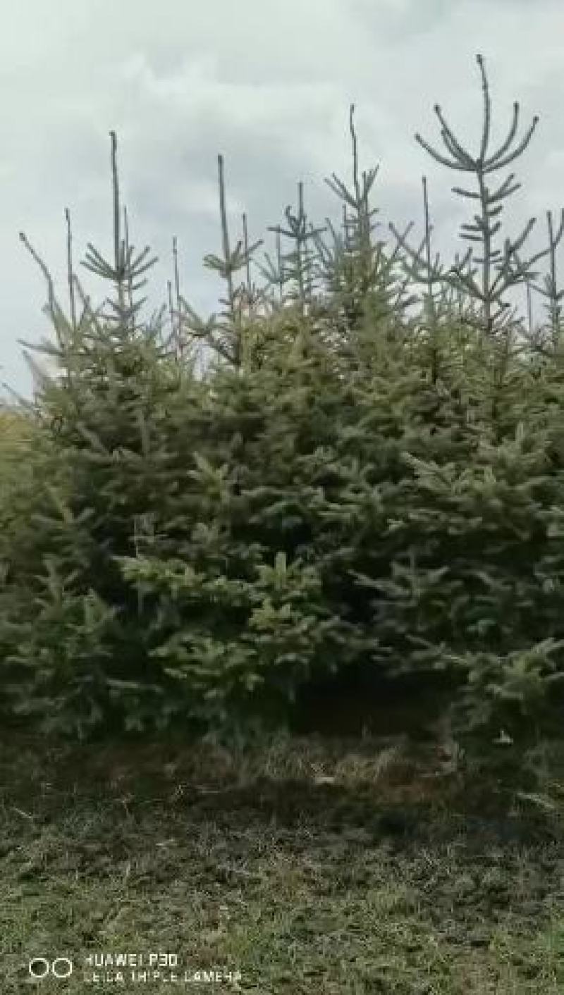 云山绿化苗木松树大量出售