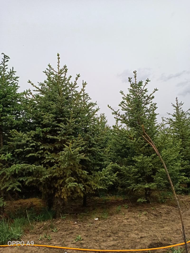 云山绿化苗木松树大量出售