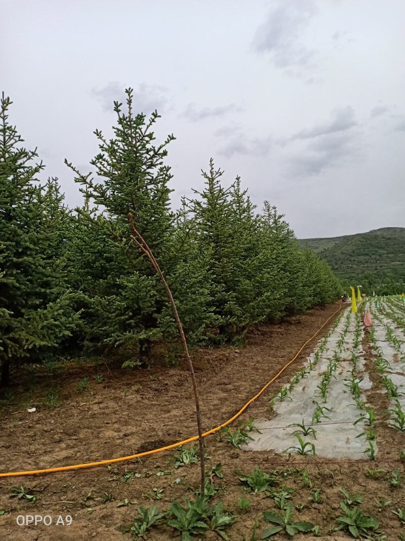 云山绿化苗木松树大量出售