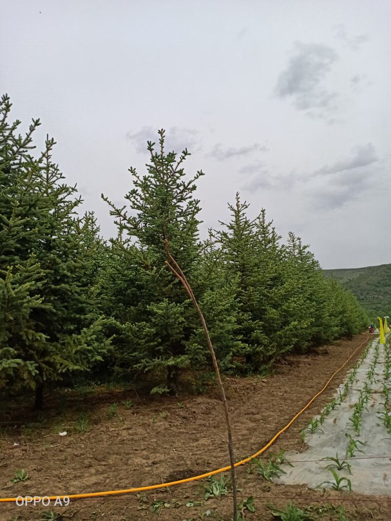 云山绿化苗木松树大量出售