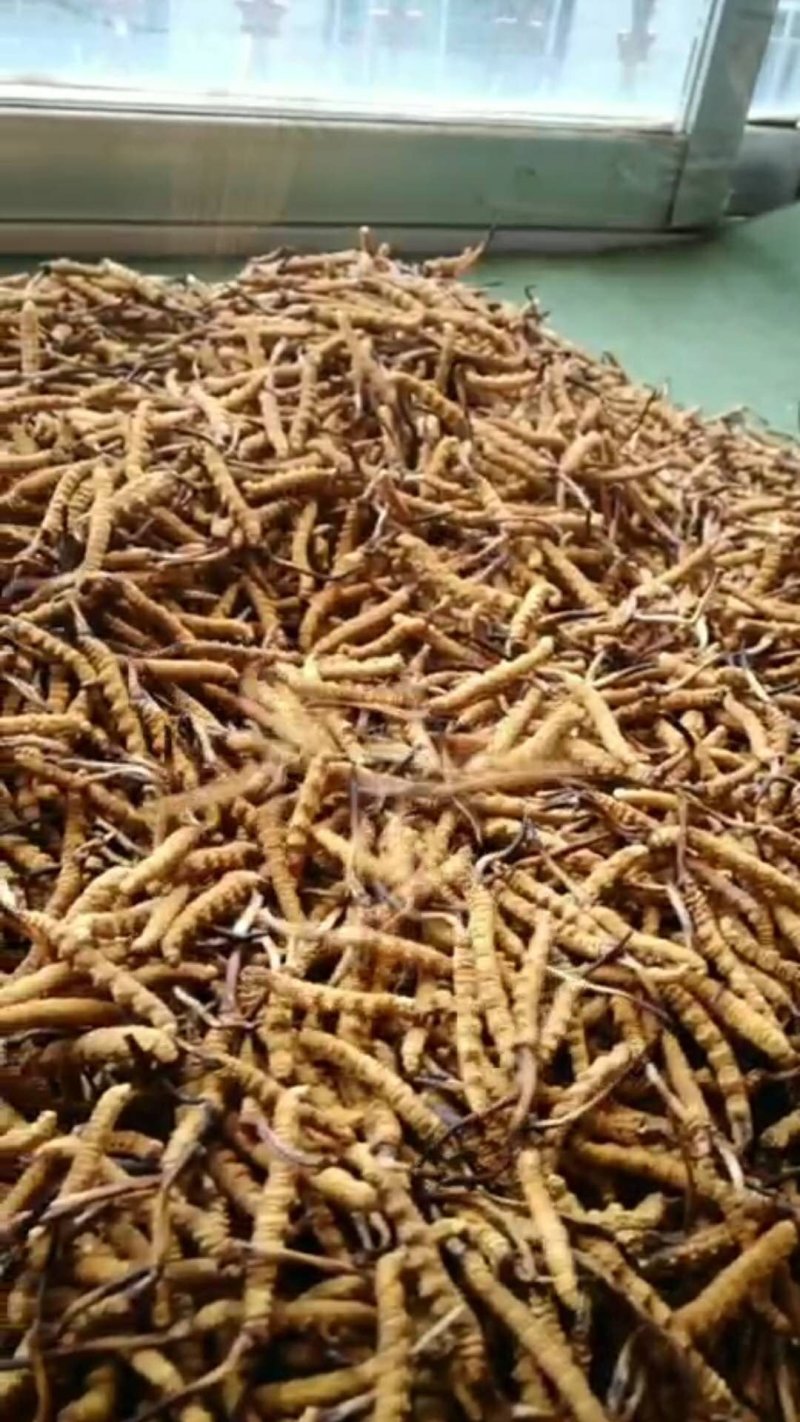 西藏那曲纯野生冬虫夏草产地直销，一手货源，顺丰包邮