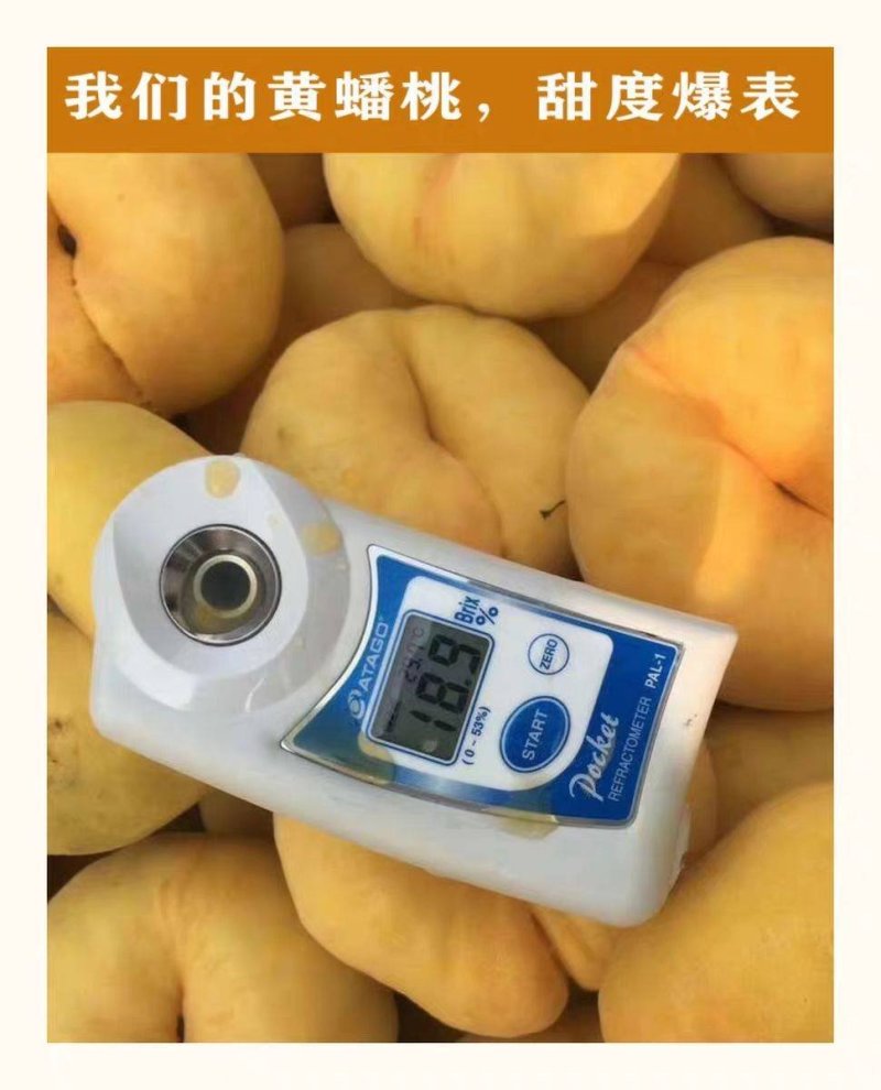 【火爆上市】精品蟠桃蟠五黄金蟠桃大量供应产地直供