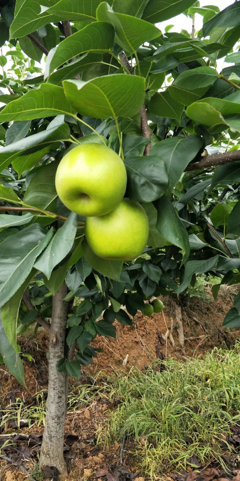 翠冠梨