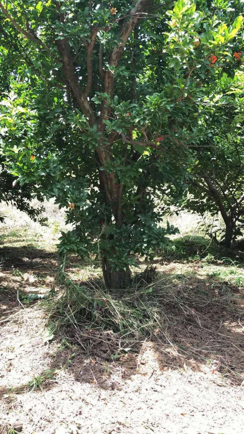 石榴树