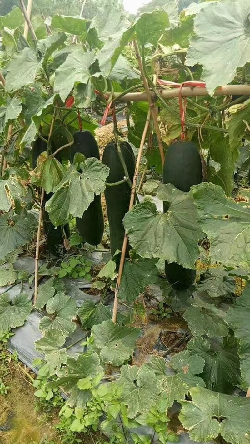 广西大量供应吊冬瓜欢迎定购，，