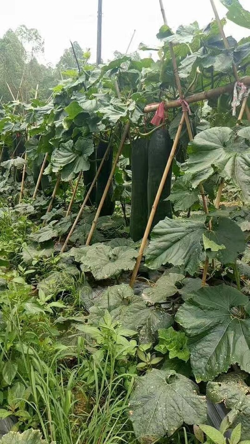 广西大量供应吊冬瓜欢迎定购，，