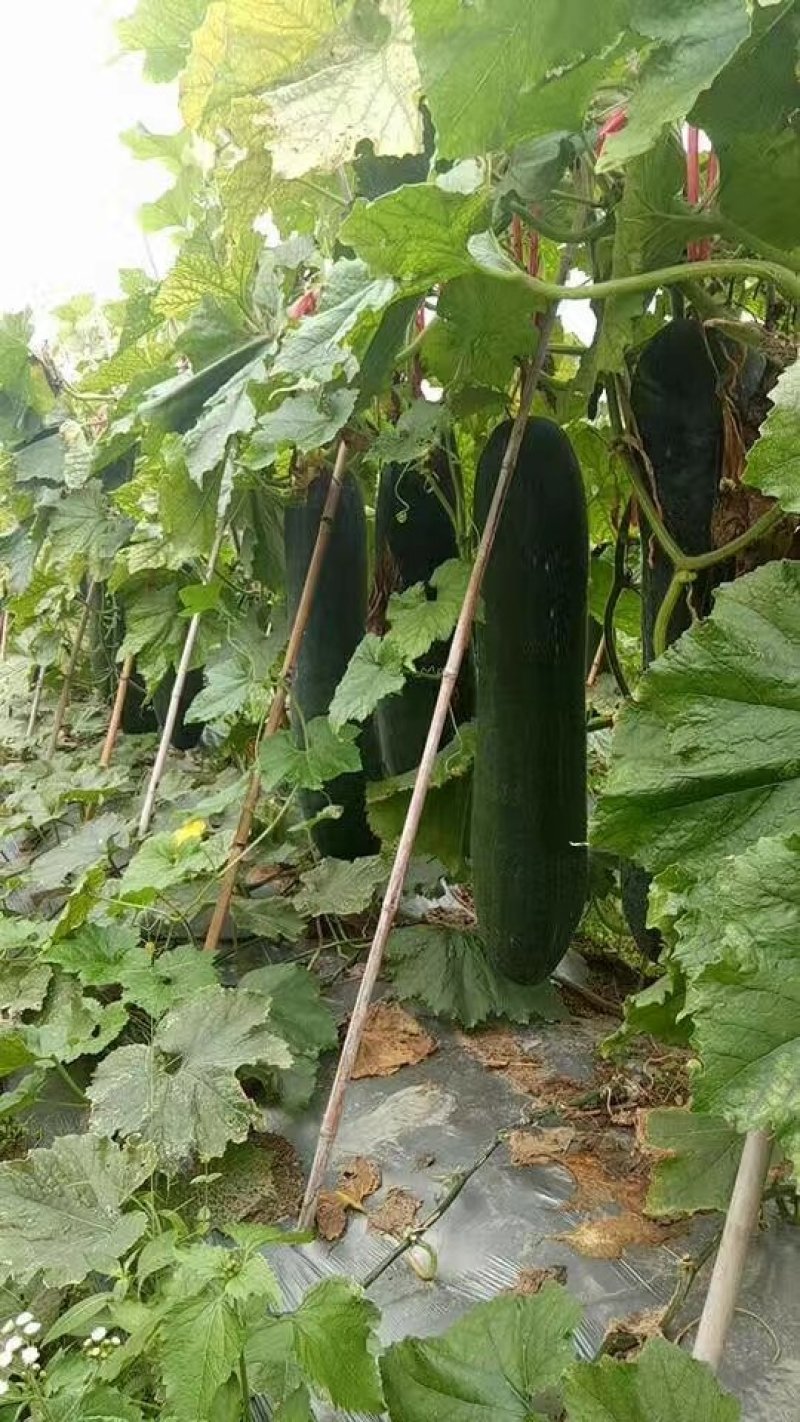 广西大量供应吊冬瓜欢迎定购，，