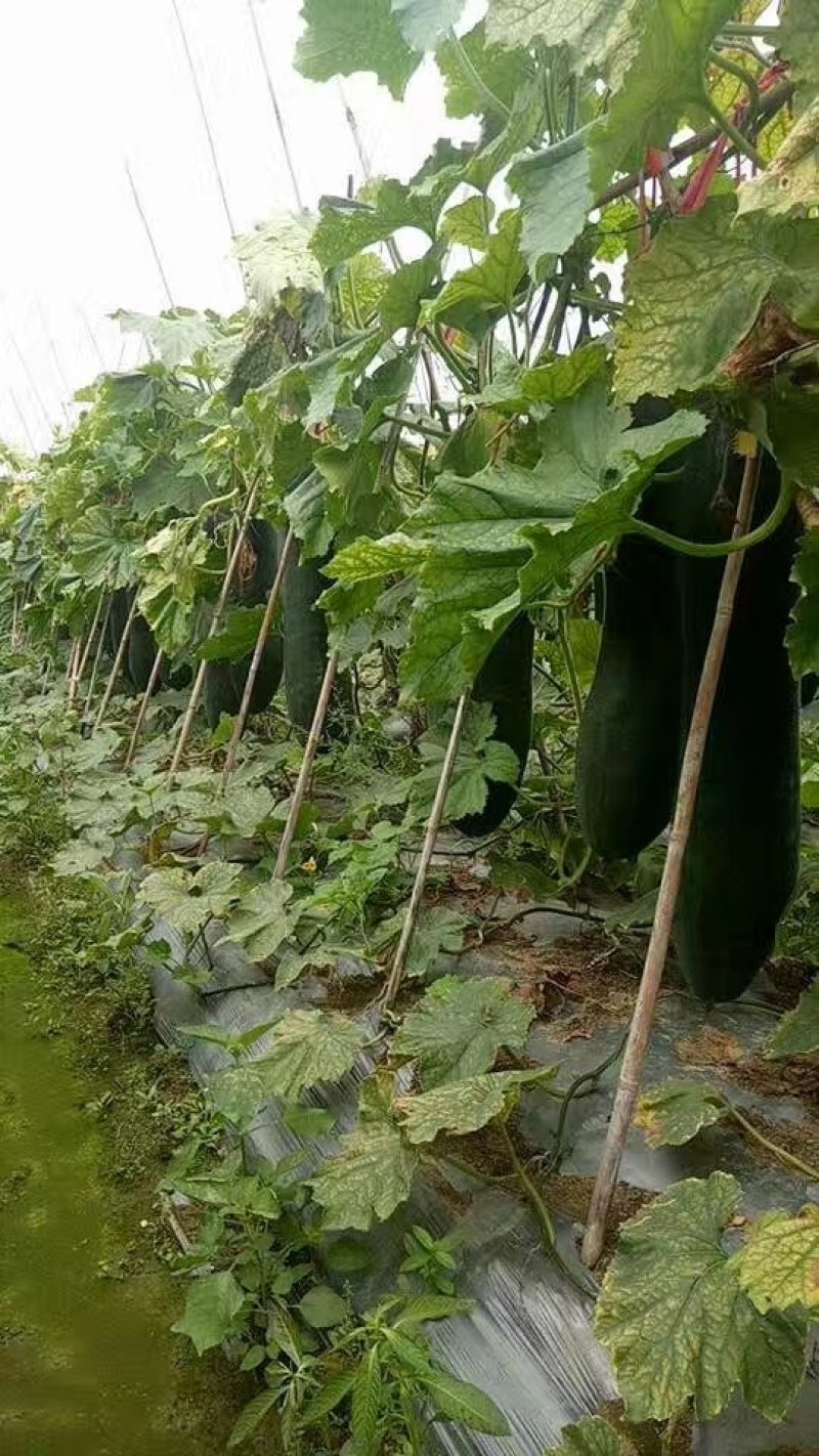 广西大量供应吊冬瓜欢迎定购，，