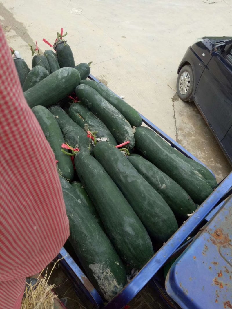 广西大量供应吊冬瓜欢迎定购，，