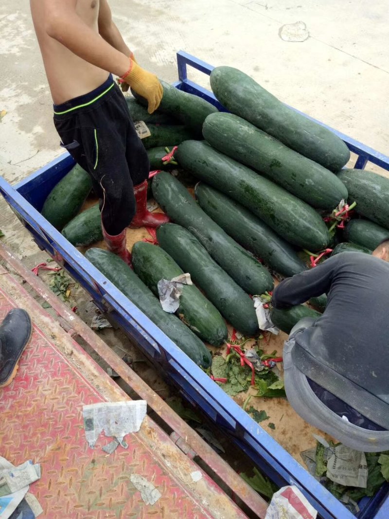 广西大量供应吊冬瓜欢迎定购，，