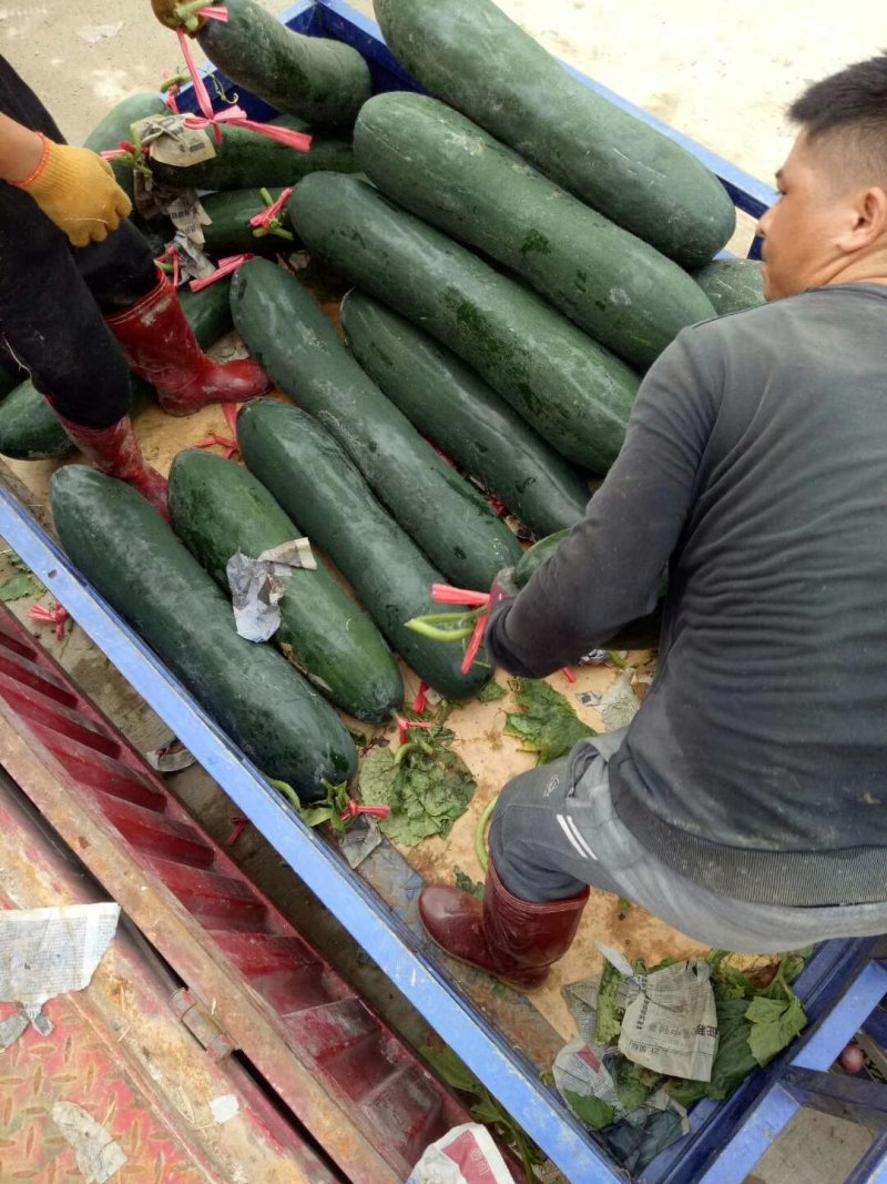 广西大量供应吊冬瓜欢迎定购，，