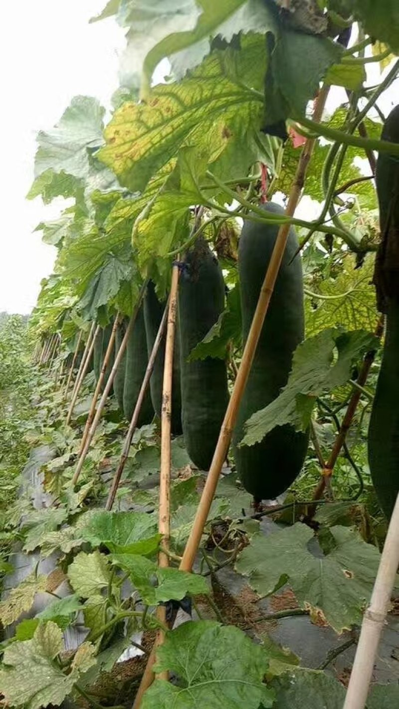 广西大量供应吊冬瓜欢迎定购，，