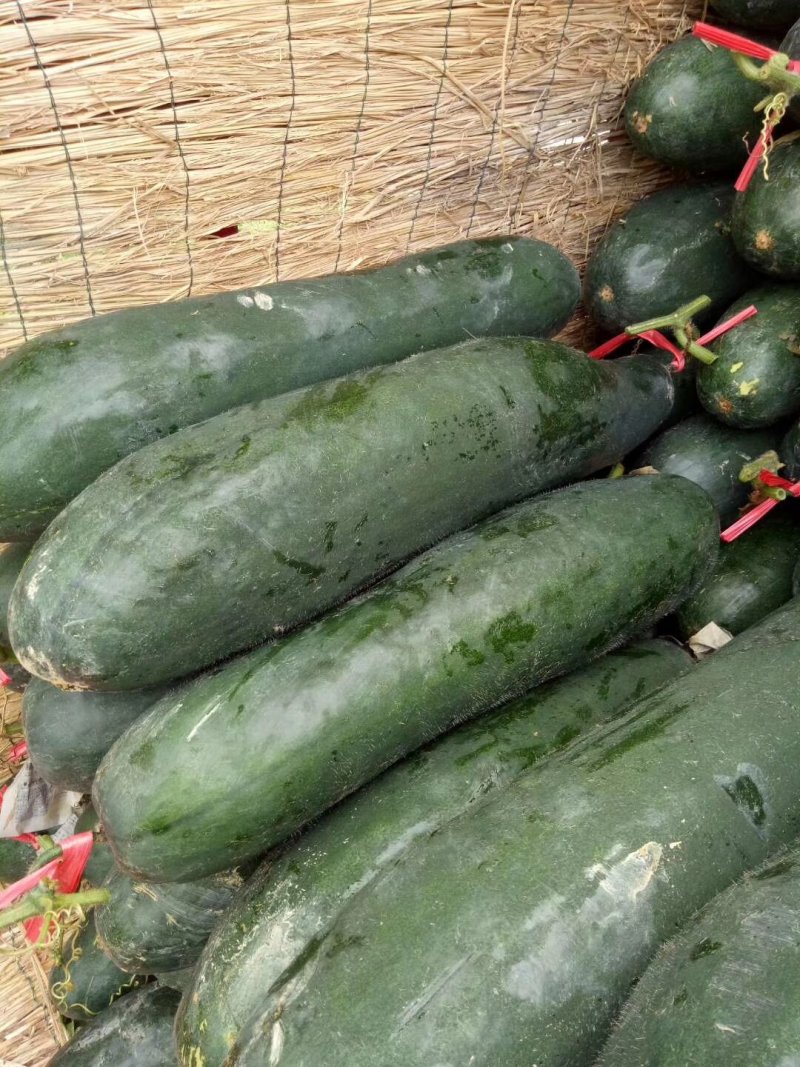 广西大量供应吊冬瓜欢迎定购，，